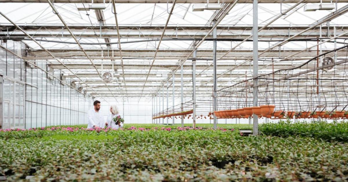 Bando CSR Puglia 2023-2027 - Investimenti produttivi agricoli per la competitività delle aziende - Prossima Apertura